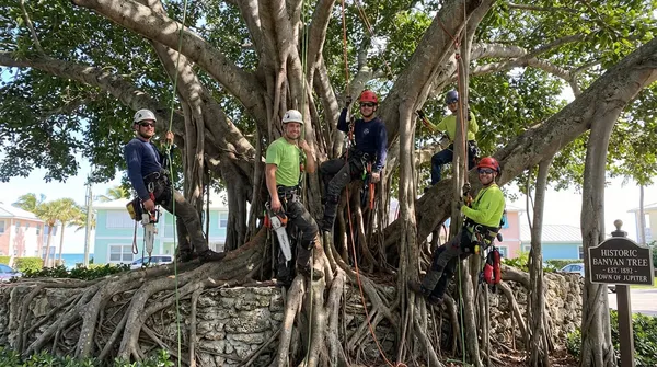 Tree Removal near PEAR-AZALEA PARK