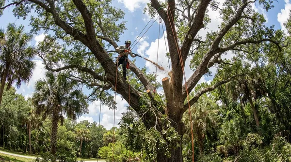 Tree Removal near PELICAN ISLAND NATIONAL WILDLIFE REFUGE