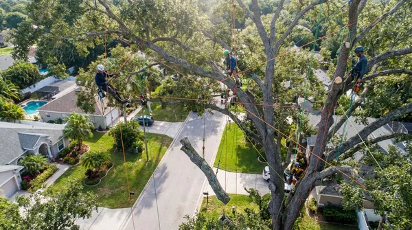 Tree Removal near GIBSON COUNTY PARK