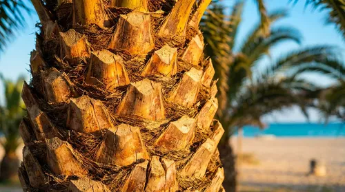 Florida Tree Removal service project