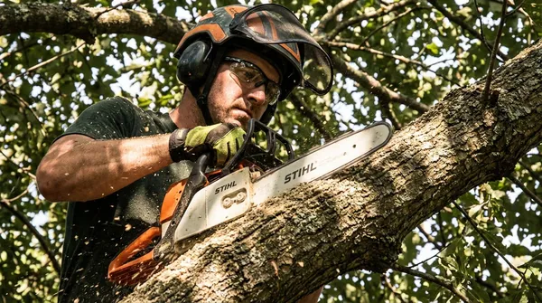 Tree Removal near SPRINGFIELD PARK