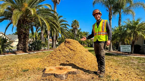 Stump Grinding near STEINHATCHEE WILDLIFE MANAGEMENT AREA